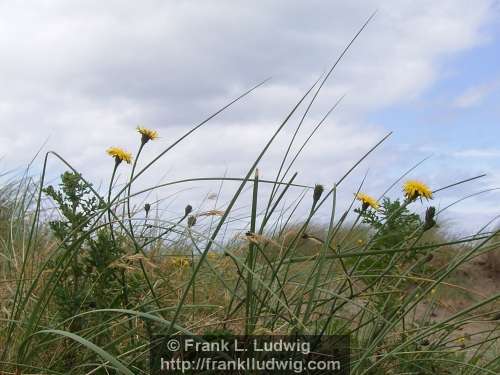 Strandhill